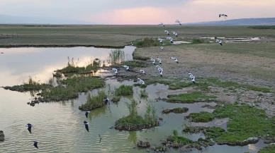Göçmen kuşlar dönüş yolunda