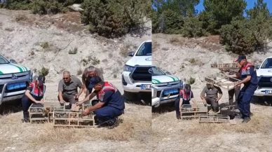 Kütahya'da yakalanan 142 saka kuşu doğaya salındı