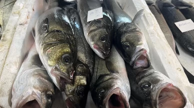 Gece avlanan balıklar, sabah mezatta alıcıyla buluşuyor