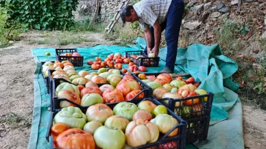 Yarım yüzyıllık ata tohumu domatesler köyleri şaşkına çevirdi