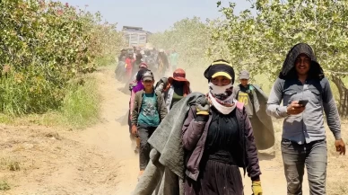 Fiyatı yüzde 500 artan fıstığın üreticisinden baklavacılara çağrı