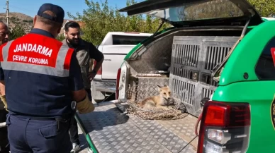Yozgat'ta bulunan yaralı tilki koruma altına alındı