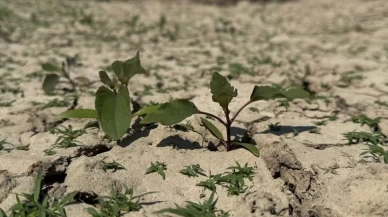 Çanakkale’de kuraklık alarmı: Baraj dolulukları düşüyor, tarım etkileniyor