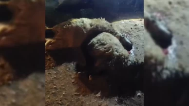 Tırın çarptığı 13 küçükbaş hayvan telef oldu