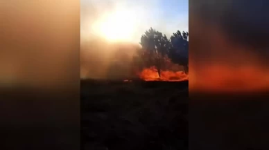 Bursa'da orman yangını