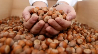 Türkiye fındık ihracatından 2,5 milyar doları aşkın gelir sağladı