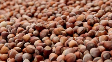 Fındık ihracatında çıta yükseliyor