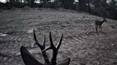Tekirdağ'da fotokapanlara yansıyan karacalar görüntülendi