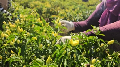 Sındırgı'da sarı altında hasat zamanı