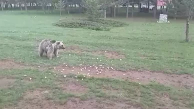 Dumanlı Yaylası'nda ilginç anlar: Bozayıyı elleriyle besledi...