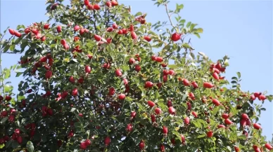 C vitamini zengini kuşburnu ile hastalıklara karşı doğal koruma