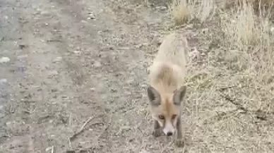 Yolda karşısına çıkan tilkiyi çerezle besledi