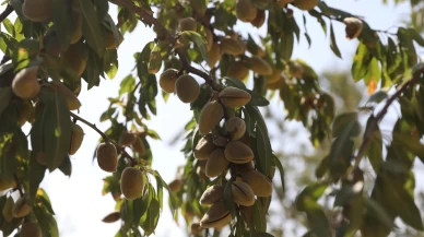 Diyarbakır'da badem hasadı etkinliği yapıldı