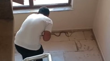 Şırnak’ta apartmanda yılan paniği