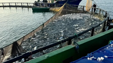 Sinop, Türk somonunda zirvede