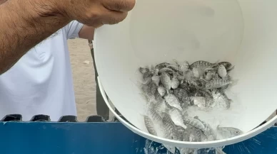 Balık festivalide binlerce yavru balık denize bırakıldı