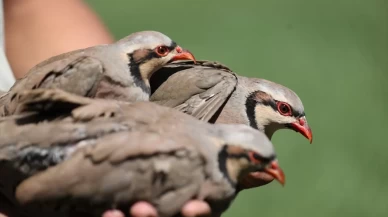 Doğada 982 bin keklik ve sülün, keneye karşı görev başında