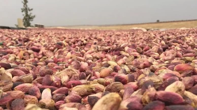 Fıstıkta rekolte düştü