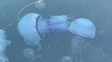 Gemlik Körfezi’nde denizanası kabusu son buldu: Binlerce denizanası ölüp kıyıya vurdu