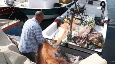 Tezgâhların gözdesi istavrit oldu! Palamut yok, bereket istavritten geldi