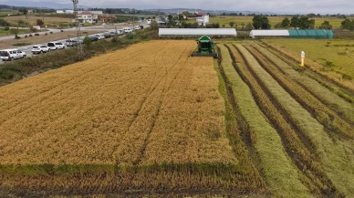 Bafra Ovası'nda çeltik hasadı başladı
