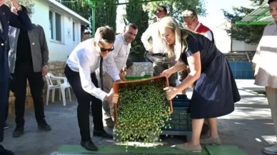 Çeşme’de damla sakızı ve zeytin hasadı başladı