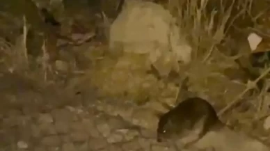 Ankara sokaklarını gece fareler bastı