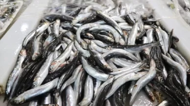 Hamsi ihracatından 8 ayda 9,9 milyon dolar gelir