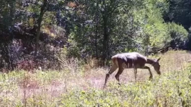Bolu'da nadir görülen kızıl geyikler görüntülendi