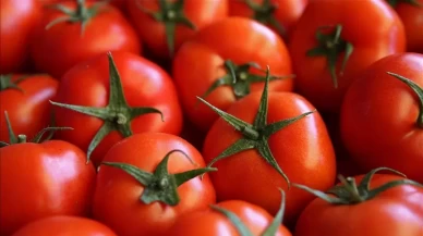 Domatesin fazlası sağlığı tehdit ediyor