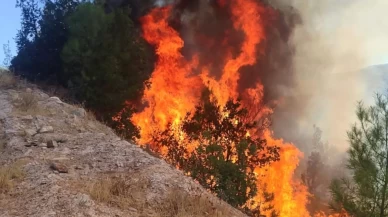 Balıkesir'de orman yangını