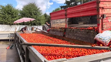 Hollanda'nın biber salçasını İnegöllü kadınlar üretiyor