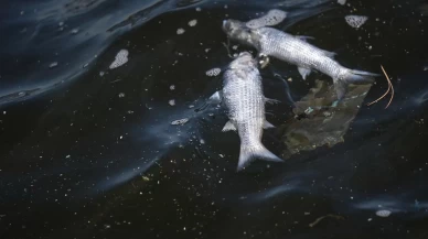 İzmir Körfezi’nde balık ölümleri sürüyor: Üçkuyular sahili tonlarca ölü balıkla doldu