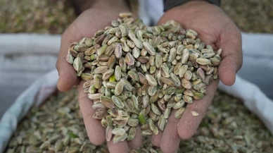 Antep fıstığına ithalat izni çıkınca fiyatlar ve satışlar düştü