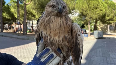 Sinop'ta yaralı halde bulunan kızıl şahin tedavi altına alındı