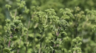 Yemekte, çayda, sağlıkta! Her tür kekik fark yaratıyor