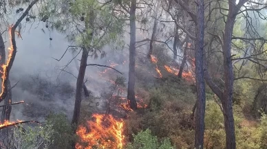 Adana'nın Sarıçam ilçesinde orman yangını