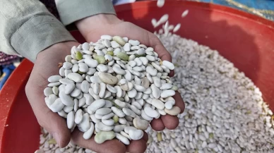 Demirci'nin yaylalarında yetişen kuru fasulyede hasat başladı