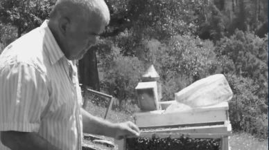 Ormanda kestiği ağacın altında kalıp yaşamını yitirdi!