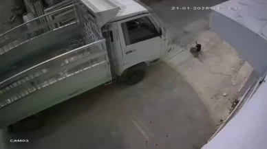 Kedileri ezen sürücüye barınak cezası