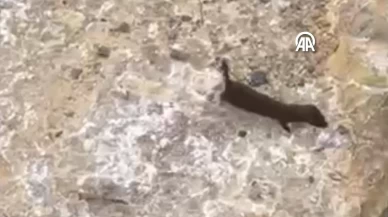 Nesli tehlike altındaki su samuru Sinop'ta görüldü