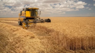 İklim değişikliği buğday üretimini ciddi şekilde tehdit ediyor