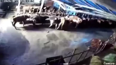 Sivas’ta ahır çöktü, o anlar güvenlik kamerasına yansıdı