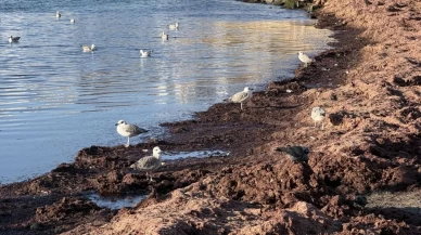 Tekirdağ’da lodos etkisiyle kıyılar kırmızıya döndü!