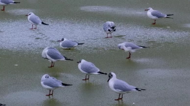 Ankara’da Mogan Gölü dondu
