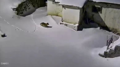 Elazığ’da aç kalan kurt, evlerin etrafında yiyecek ararken görüntülendi