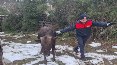 Tokat'ta su kuyusuna inek düştü! İtfaiye ekipleri sevk edildi
