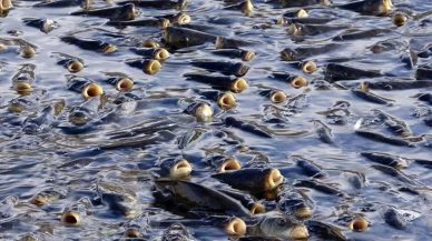 Arnavutköy’deki balık ölümlerinin nedeni ortaya çıktı