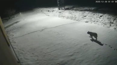 Malatya'da 'ormanların hayaleti' vaşak görüntülendi