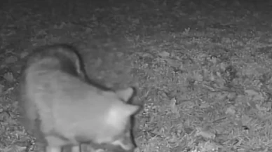 Terkos Gölü kıyısında gece sürprizi: Karavan kampçısının kamerasına kurt yansıdı